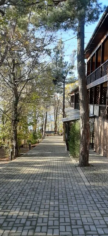 Отель «Green Wood», Джубга — фото 18