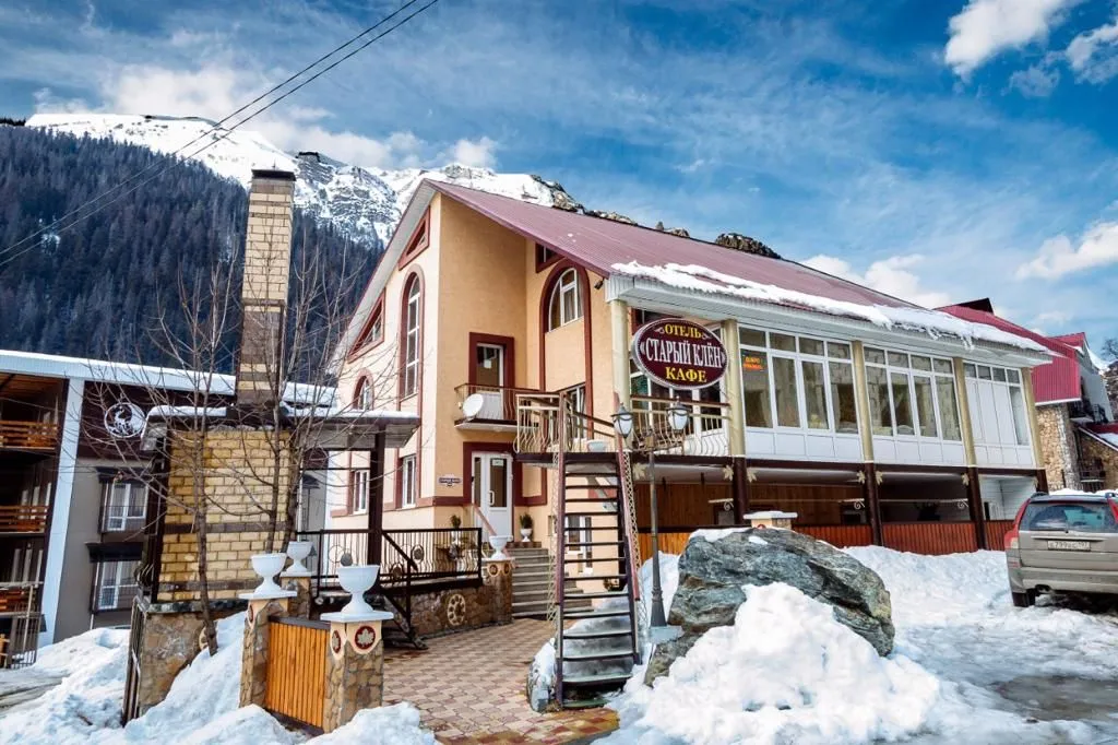 Старый клен