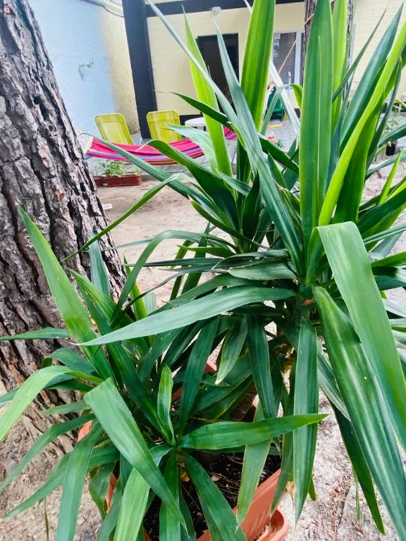 Сосновый уголок