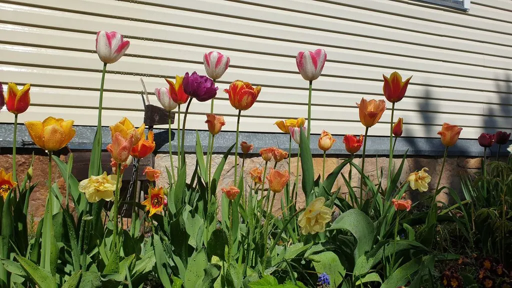 Объект «Тарховка», Сестрорецк — фото 2