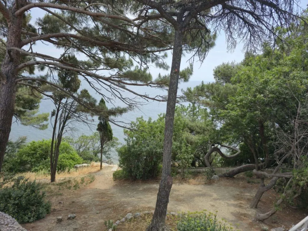 Панеа