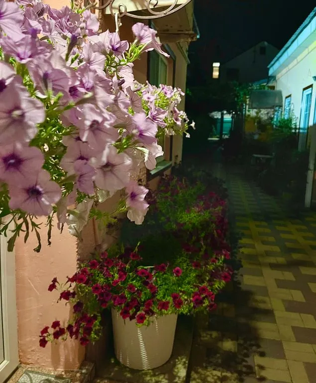 Гостевой дом «Элис», Анапа — фото 13