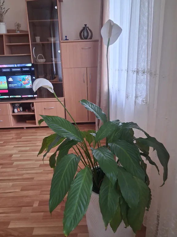 Квартира двухкомнатная на улице Кирова, 65 м², Иноземцево — фото 23