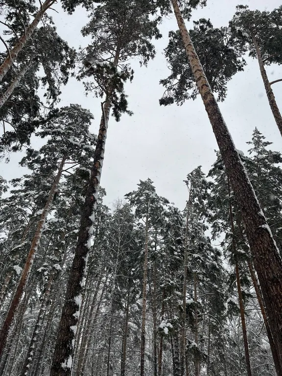 Коттедж 4-местный на шоссе Дачном, 31 м², Новосибирск — фото 35