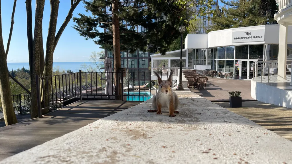 Двухместный номер с 1 кроватью стандарт с видом на парк — Arboria SPA Hotel by Morskoy Resort, фото 2 из 5