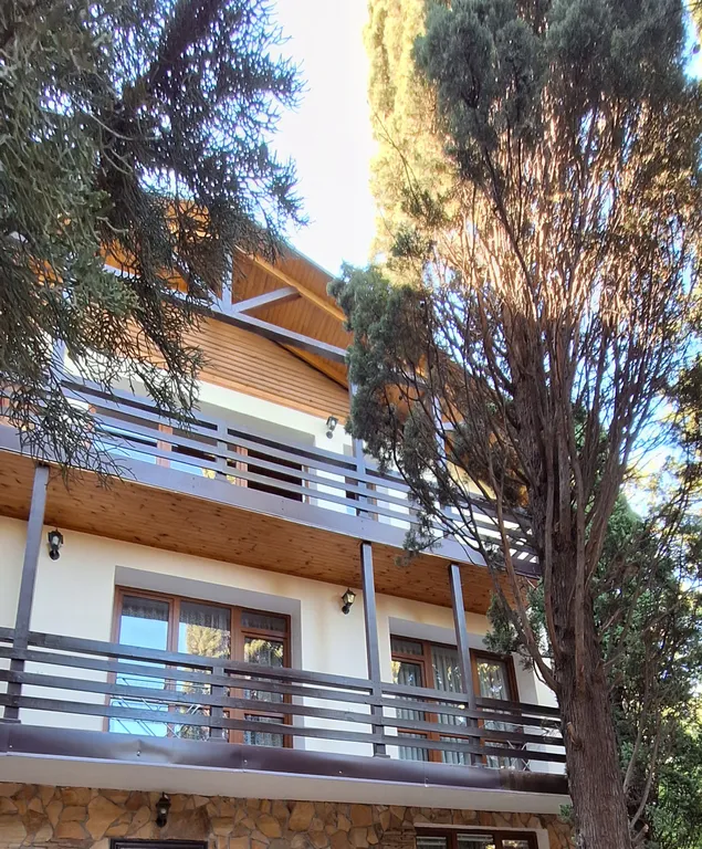 Кипарис Шале 3