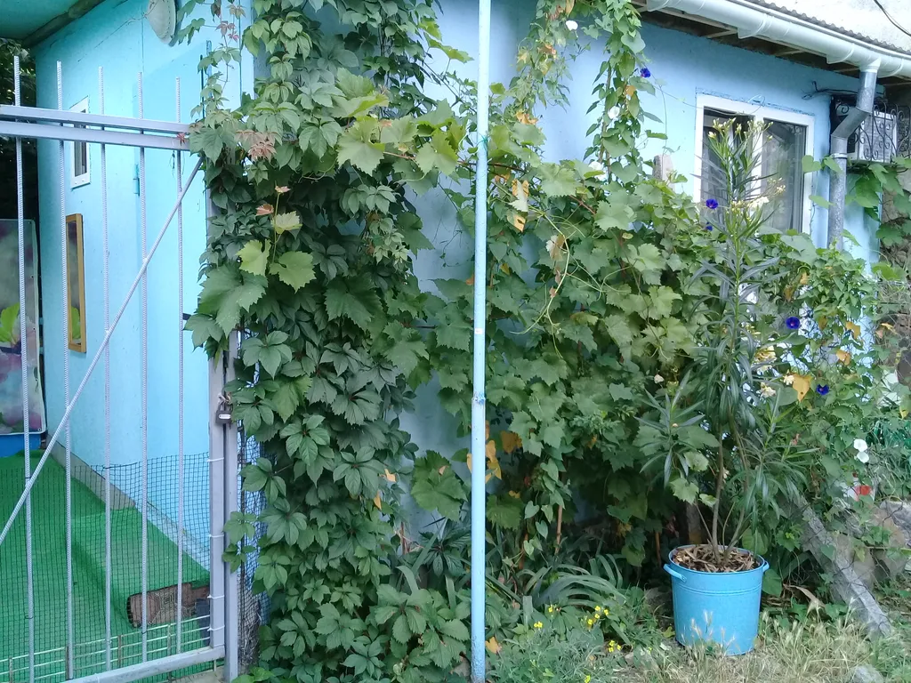 Дом 3-местный на улице Краснофлотской, 20 м², Алушта — двор, фото 2