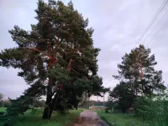 Фото гостя 4 — Дом 4-местный в деревни Рыбаковы Нивы, 70 м², Великие Луки
