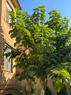 Фото гостя 6 — Таунхаус 4-местный на улице Тукитинской, 32 м², Махачкала