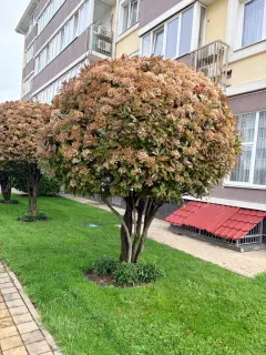 Фото гостя 3 — Квартира однокомнатная на бульваре Надежде, 37 м², Сириус