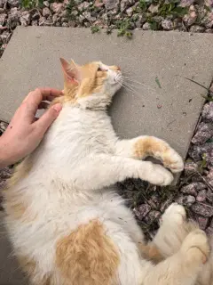 Фото гостя 2 — Коттедж 4-местный на территории КП Киварин хутор, 60 м², Куйвози