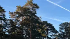 Фото гостя 2 — Студия однокомнатная в Курортном, 20 м², Зеленогорск